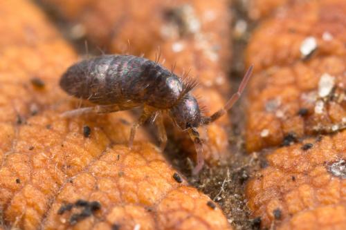 Heteromurus major